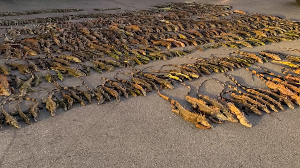 Kälteeinbruch in Florida: Leguane fallen von den Bäumen