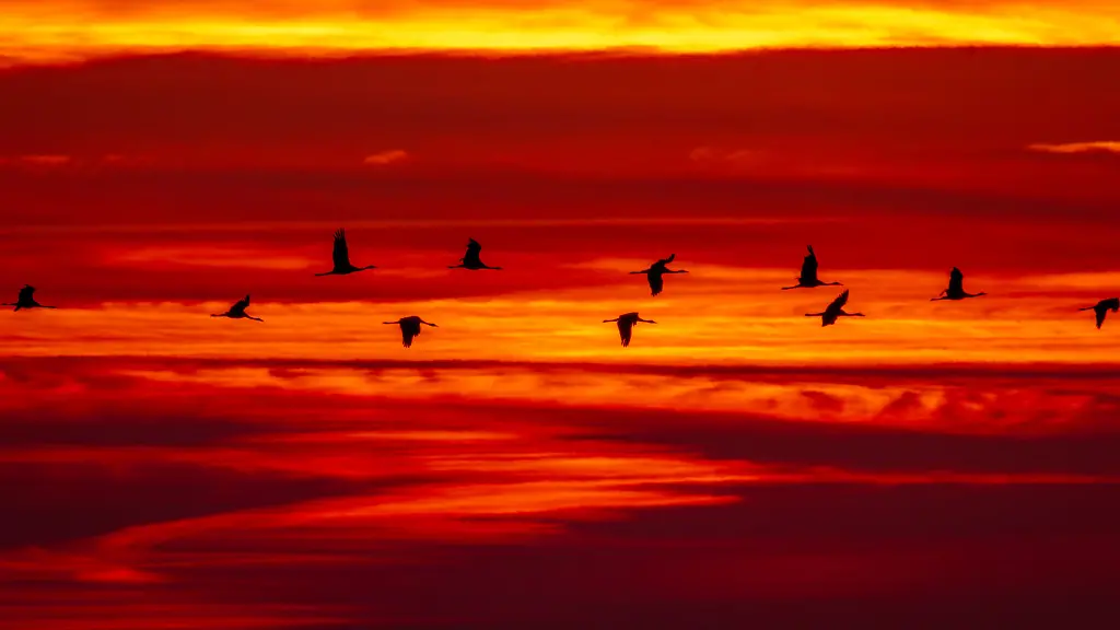 Kraniche kehren in deutsche Brutreviere zurück – Auswirkungen auf die Vogelgrippe