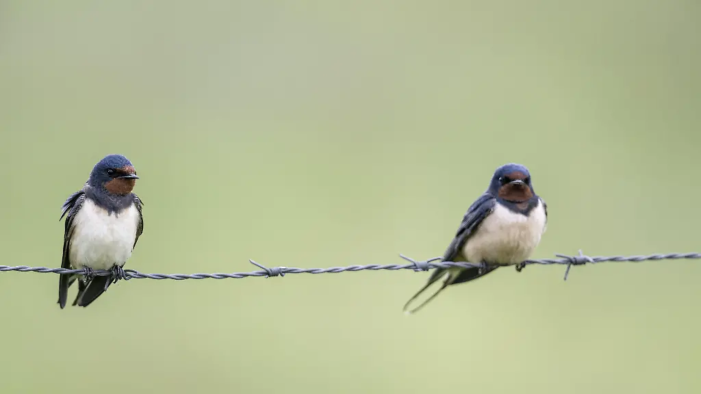 Rückgang der Gartenvögel in Deutschland