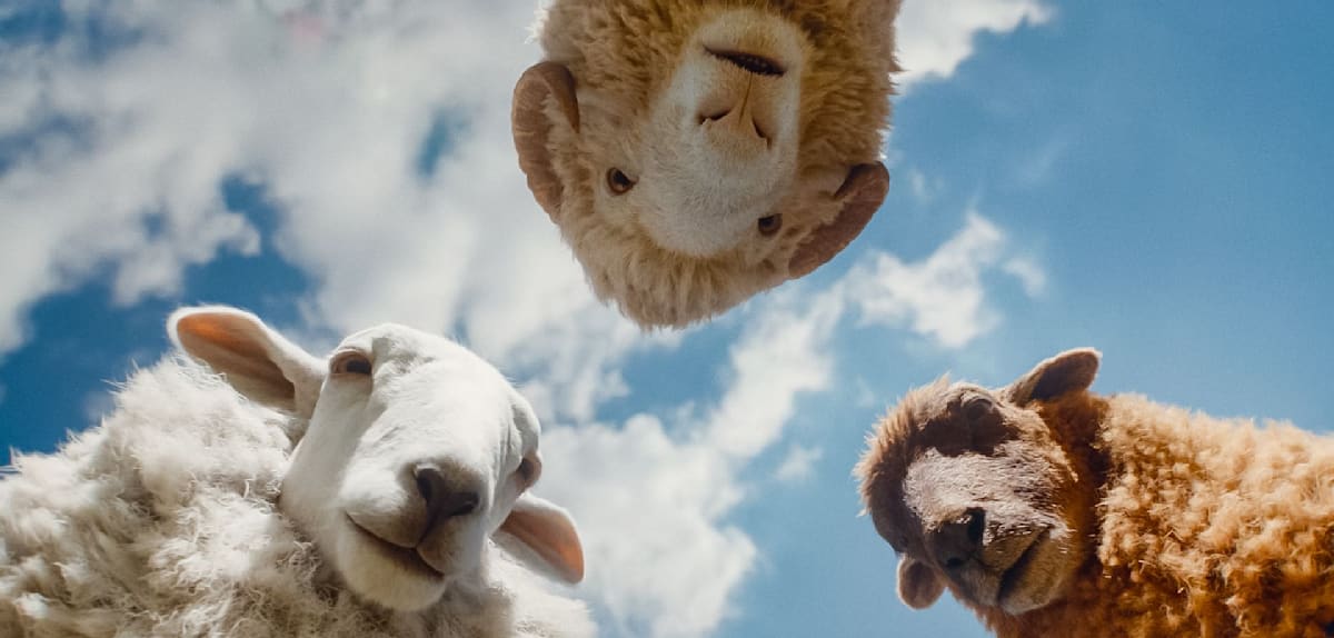 Glennkill: Ein Überraschungsbestseller wird zum Film