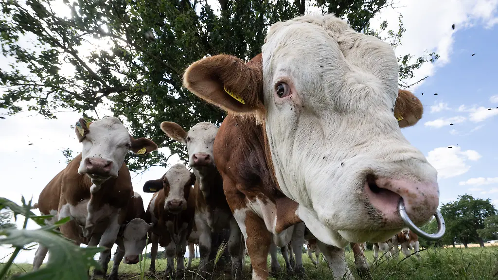 Erneuter Rinderdiebstahl im Spreewald