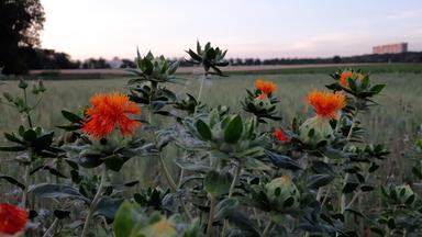 Die Bedeutung der Bodenbiodiversität und ihre Bedrohungen
