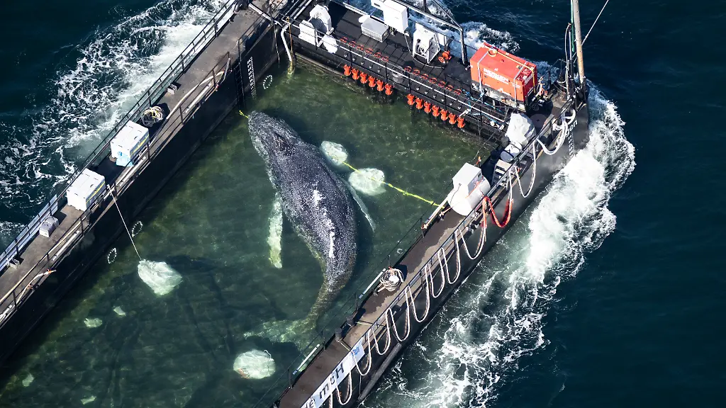 Freilassung eines gestrandeten Buckelwals in der Nordsee