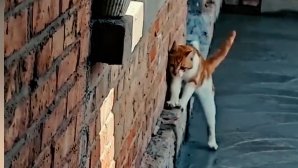 Eine Clevere Katze und Frischer Zement: Ein Missgeschick