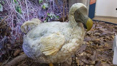 Wissenschaftliche Versuche zur Wiedererweckung ausgestorbener Vogelarten
