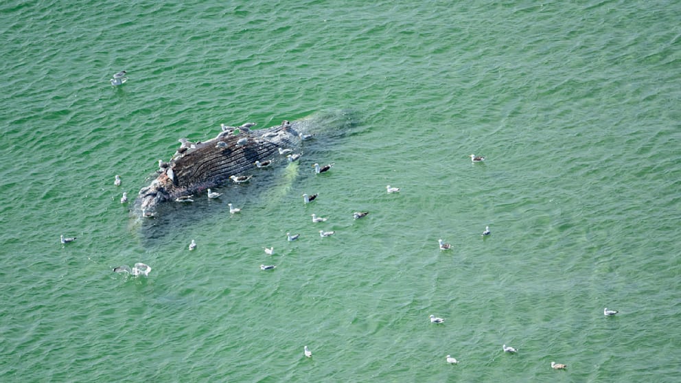 Buckelwal bei der Insel Anholt entdeckt