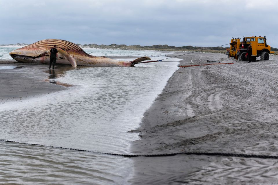 Bergung und Untersuchung eines toten Buckelwals auf Anholt