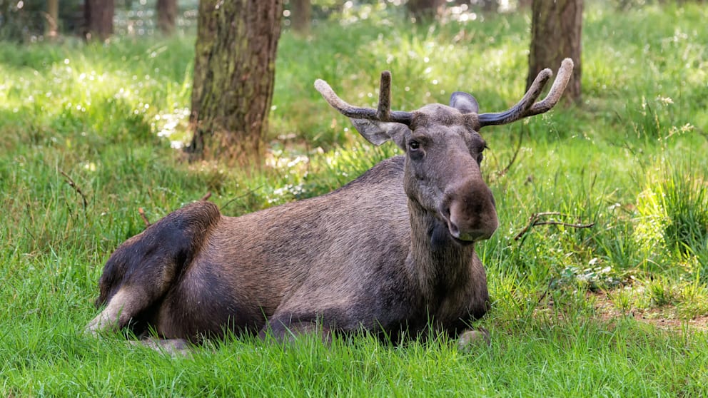 Elchbeobachtung begeistert Millionen Schweden
