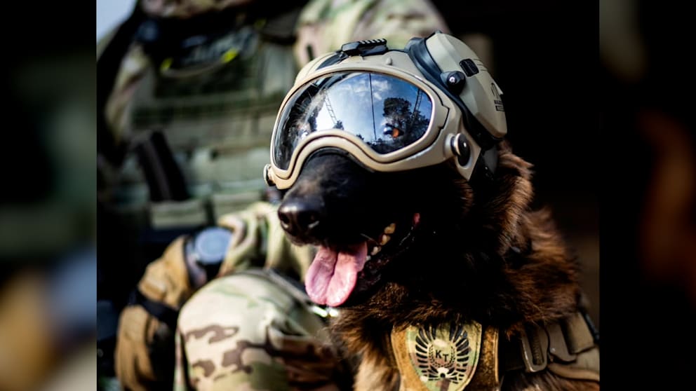 Polizeihund „Hormon“: Star der Warschauer Antiterroreinheit