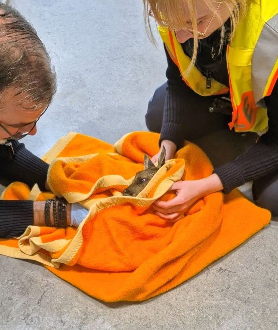 Polizei hilft nach Wildunfall bei Geburt eines Rehkitzes