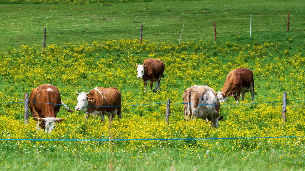 Wanderin bei Kuh-Attacke in Österreich getötet