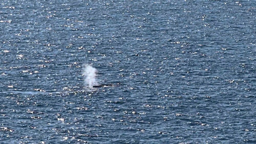 Toter Wal vor der dänischen Insel entdeckt