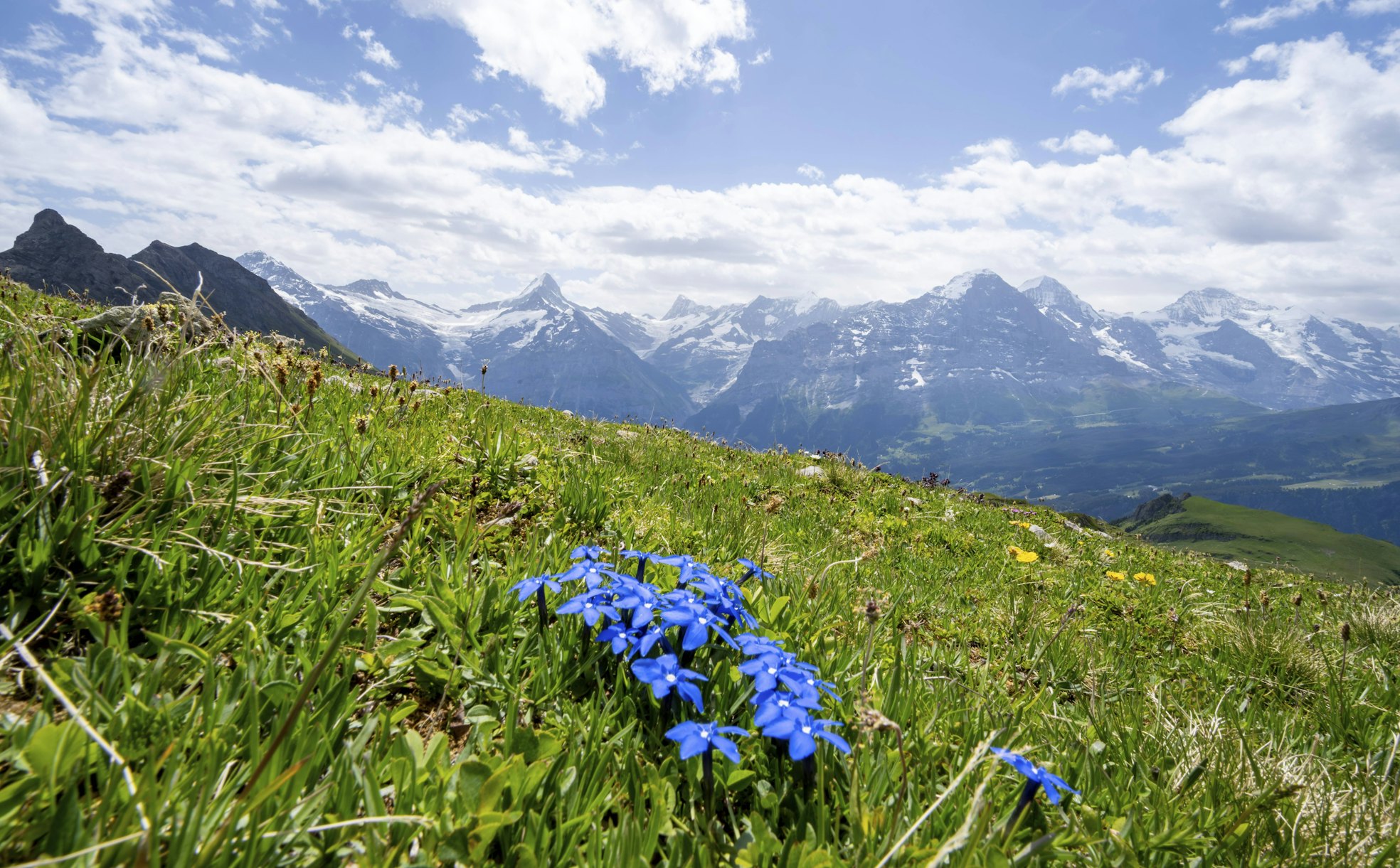 Enzian: Die Klassische Blume der Alpen