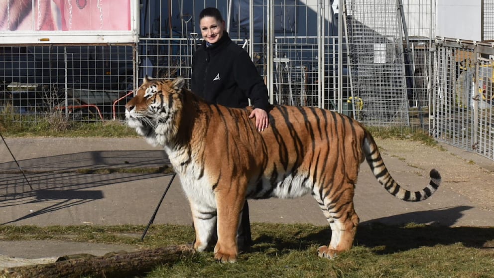Tiger bei Leipzig ausgebrochen und erschossen