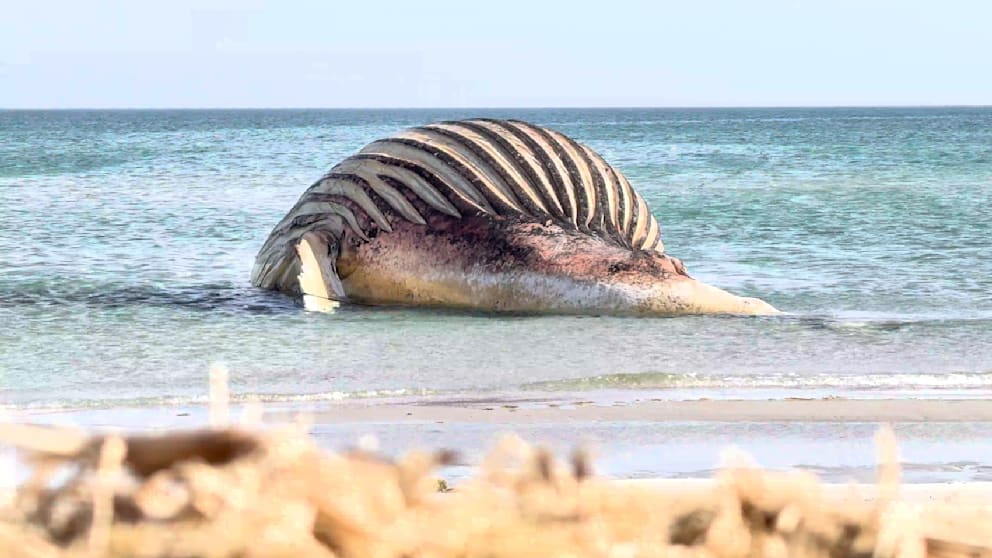 Naturereignis in Dänemark: Möwen und der tote Wal Timmy