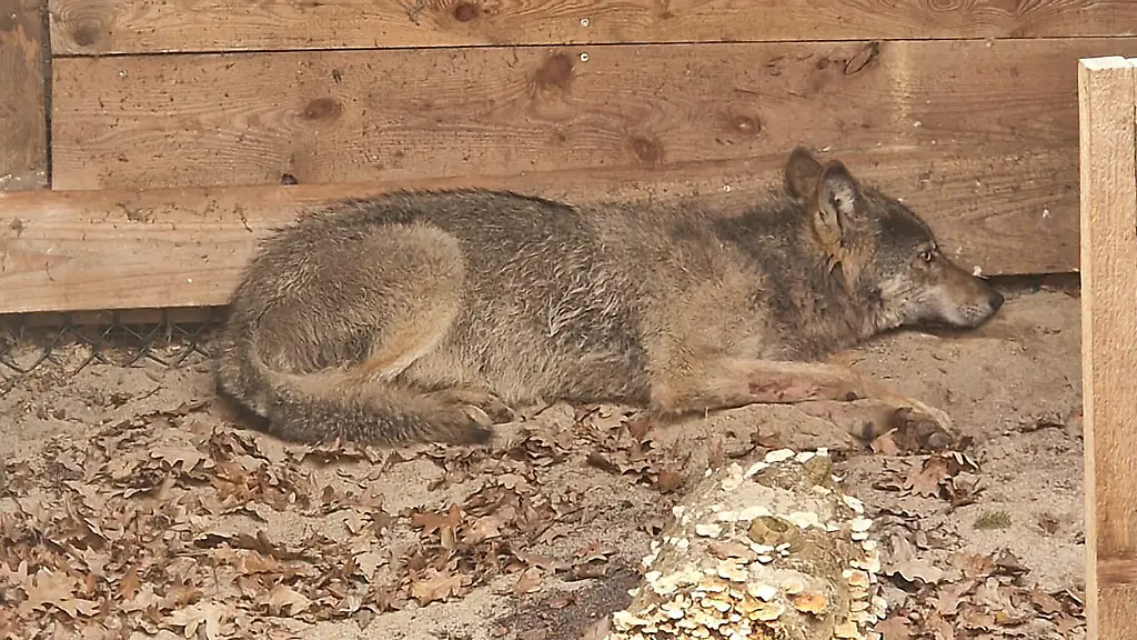 Hamburger Wolf: Möglicher Tod und beschädigter Sender