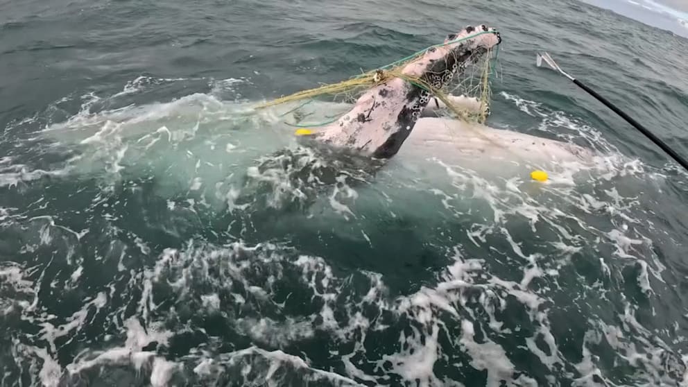 Buckelwal aus Haifangnetz vor Australiens Küste gerettet