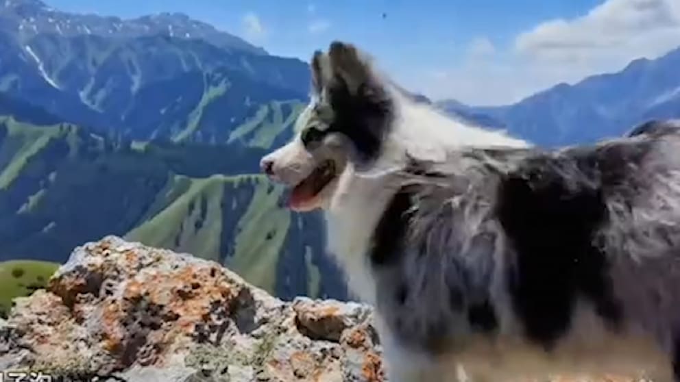 Beliebter Hund in China entführt und getötet