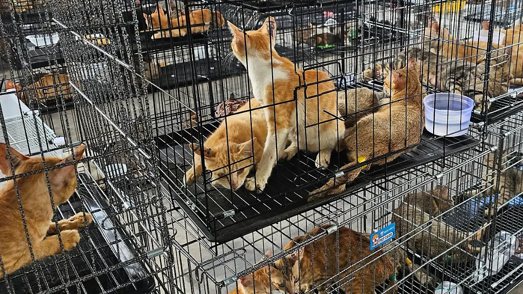 Vietnamesische Polizei stoppt illegales Netzwerk für Katzenfleisch