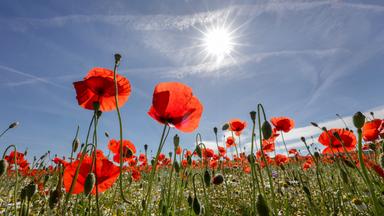 Umgang Deutschlands mit steigenden Temperaturen und Hitze