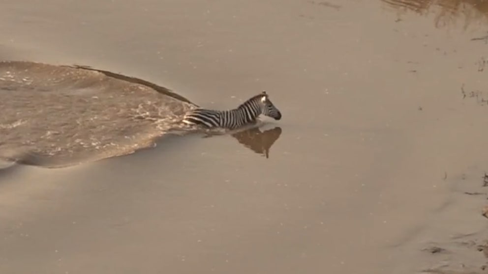 Zebra entkommt Krokodilen, wird aber dennoch zur Beute