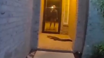 Mann von Alligator vor der Haustür überrascht