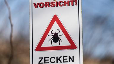 Erntezeit für Holunderblüten: Tipps zur Ernte und Verarbeitung