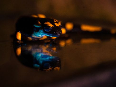 Die Rolle von Geräuschen in Elektrofahrzeugen und neue Entdeckungen über Feuersalamander