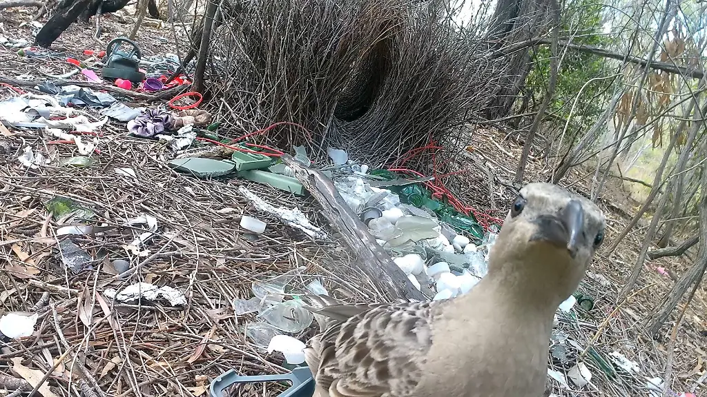 Laubenvögel balzen mit Müll in australischen Städten