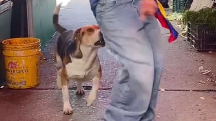 Hund reagiert auf störendes Verhalten