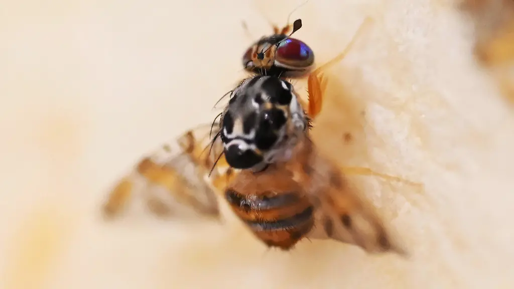 Die Mittelmeerfruchtfliege: Eine Bedrohung für Obstbauern