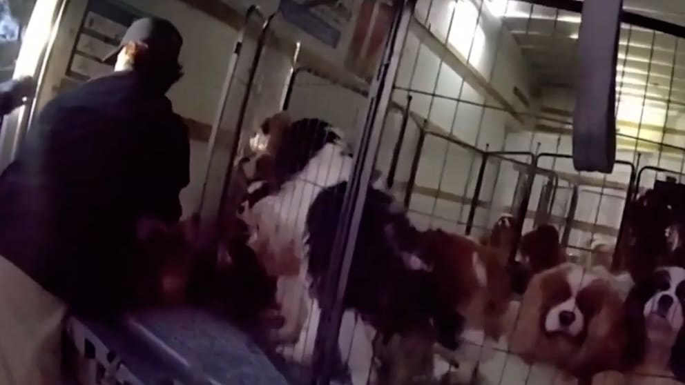 Polizei stoppt Tierquälerei: Rettung von 33 Hunden in Kalifornien