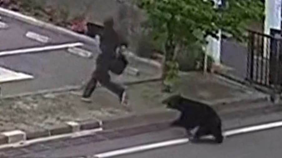 Bärenangriff in Fukushima: Vier Verletzte durch wildes Tier