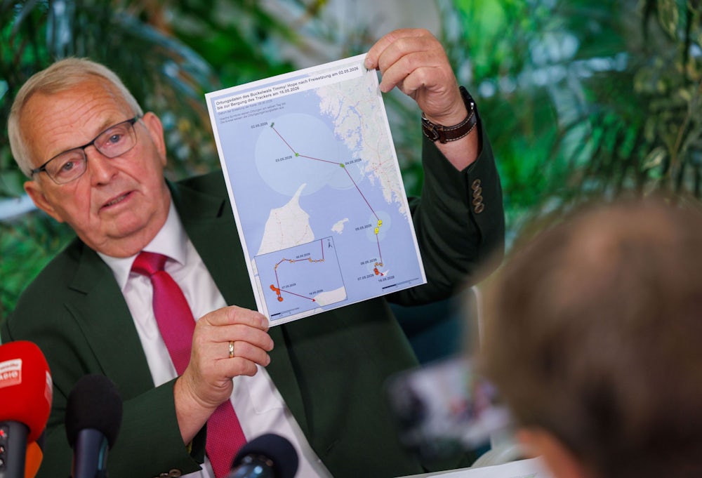 Neues über den Buckelwal ‘Timmy’ nach seiner Freilassung