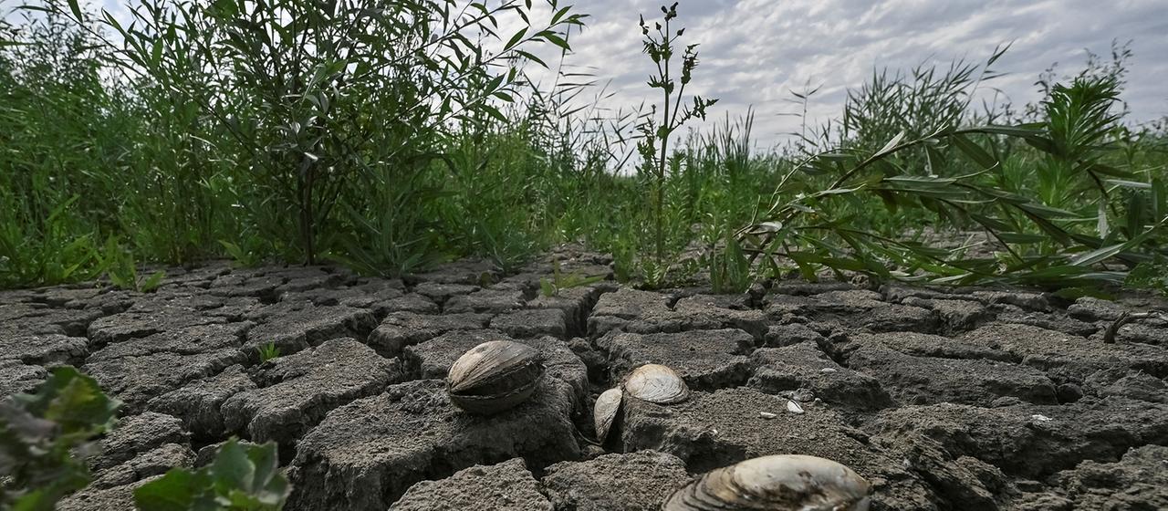 Folgen der Zerstörung des Kachowka-Staudamms in der Ukraine