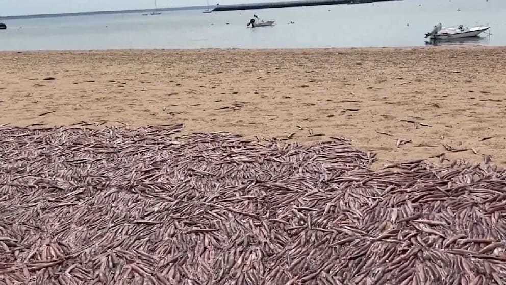 Massives Sterben von Tintenfischen in den USA: Auswirkung auf die Küsten