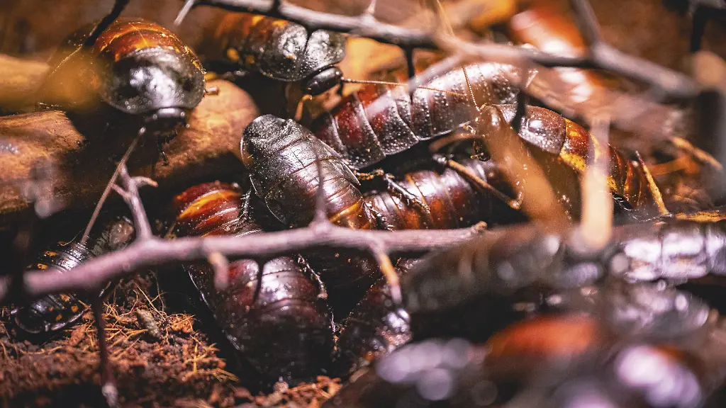 Behörden beschlagnahmen 100.000 Kakerlaken in Australien
