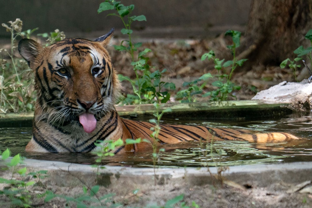 Die Debatte um Indiens Nationaltier: Tiger gegen Kuh