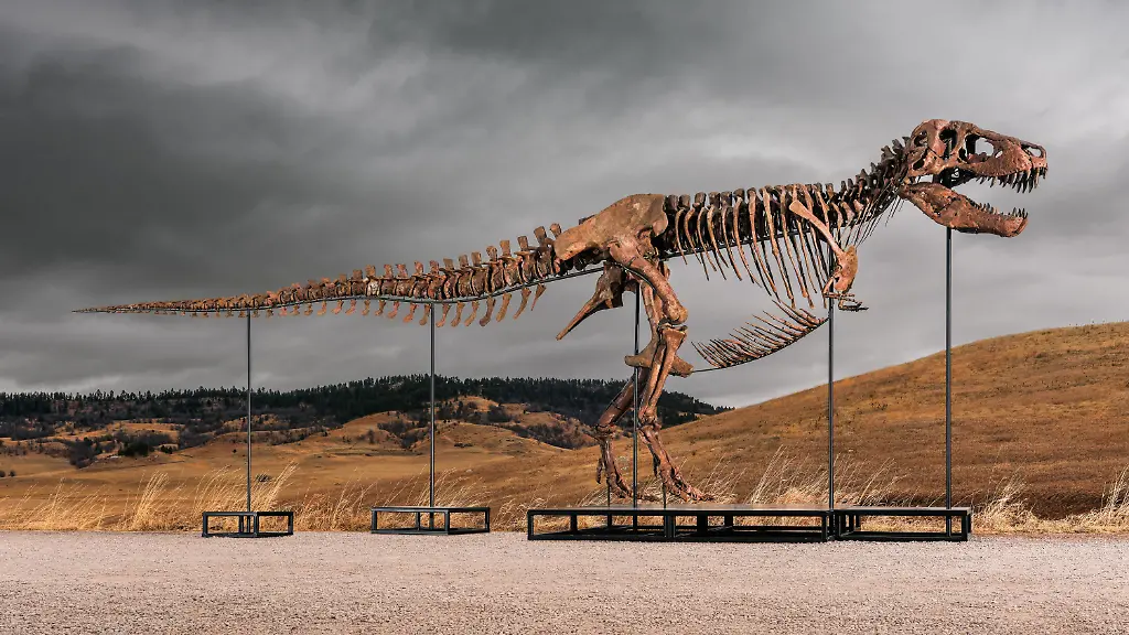 T-Rex Skelett „Gus“ bricht Auktionsrekord