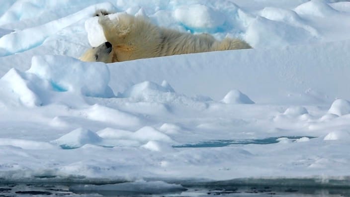 Eisbär in der Arktis: Ungewöhnliche Fitnessübungen