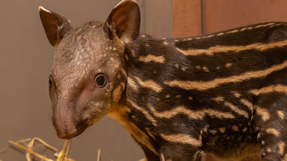 Zoo begrüßt Tapir-Nachwuchs zur Artenrettung