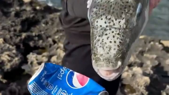 Gefährlicher Eindringling im Mittelmeer: Hasenkopf-Kugelfisch breitet sich aus