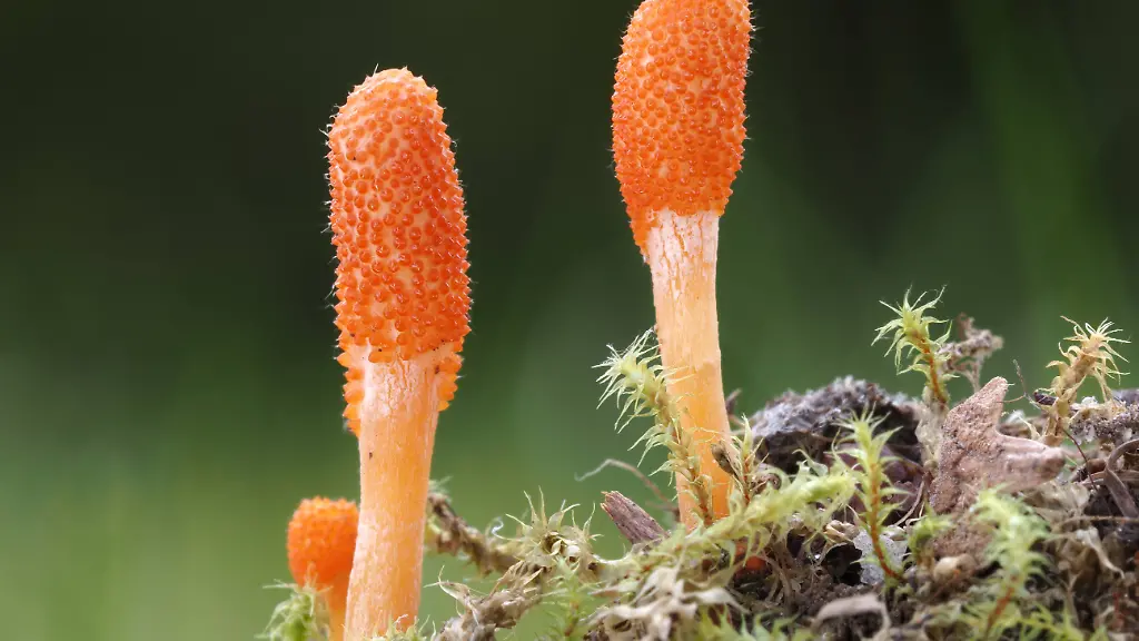 Biologisch abbaubare Materialien aus Pilzen