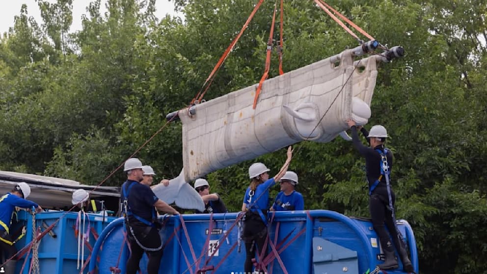 Rettung aus umstrittenem Tierpark: Beluga-Wale lernen fliegen