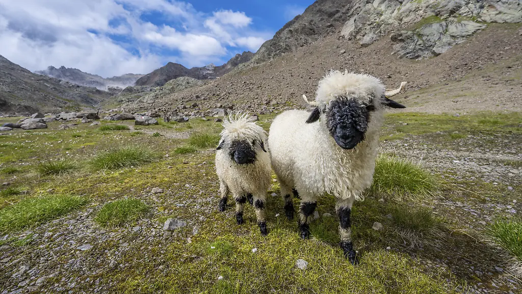 Schafe in den Schweizer Alpen durch Blitzschlag getötet