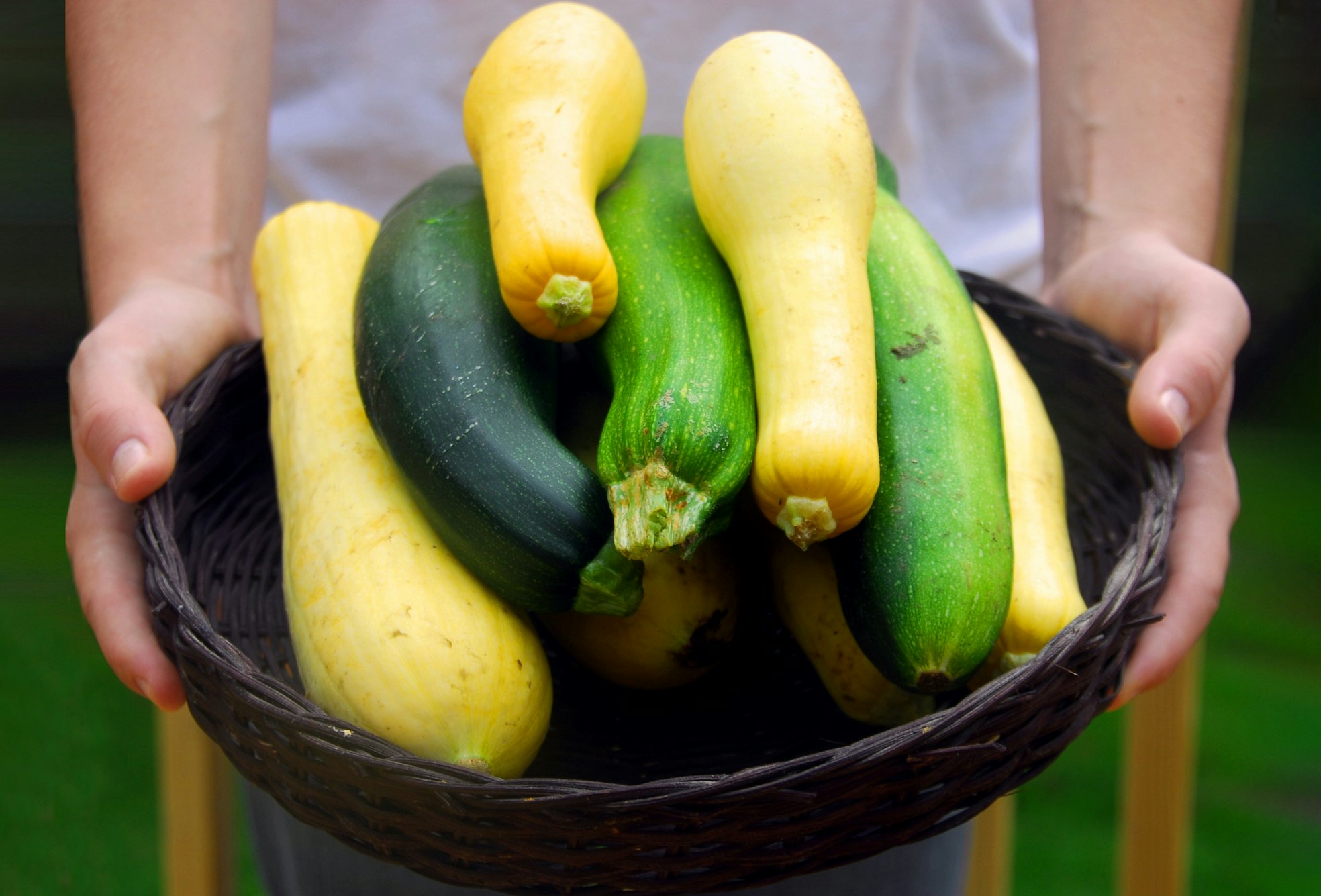 Tipps zur Ernte und Nutzung von Zucchini