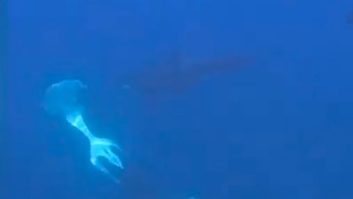 Verhalten von Orcas: Jagdinstinkt oder brutales Spiel?