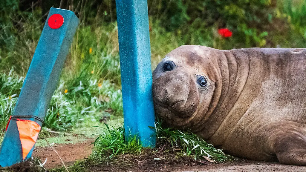 See-Elefant Neil sorgt für Diskussionen
