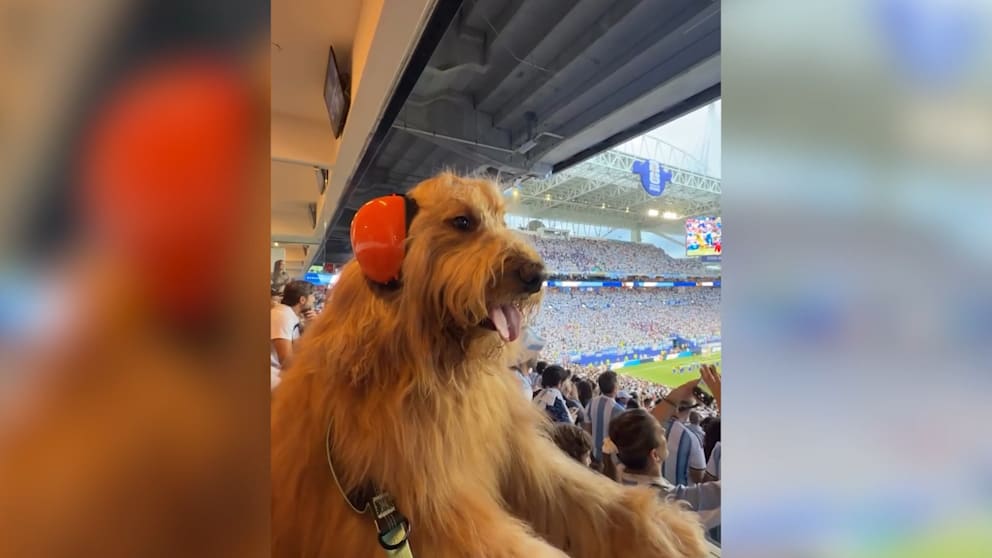 Haariger Star auf der VIP-Tribüne sorgt für Aufsehen