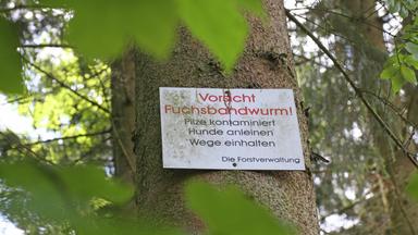 Die Gefahr des Fuchsbandwurms und wie man sich schützt